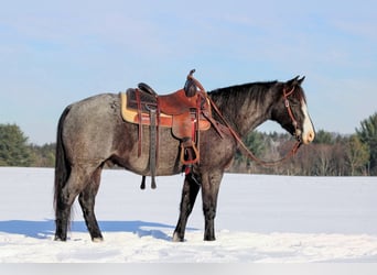 American Quarter Horse, Gelding, 6 years, 14,1 hh, Roan-Blue
