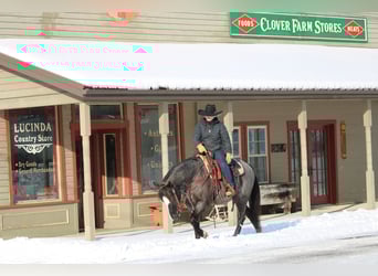 American Quarter Horse, Gelding, 6 years, 14,1 hh, Roan-Blue