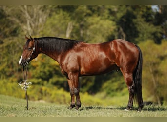 American Quarter Horse, Gelding, 6 years, 14,2 hh, Bay
