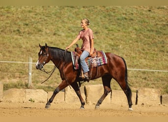 American Quarter Horse, Gelding, 6 years, 14,2 hh, Bay