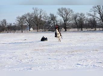 American Quarter Horse, Gelding, 6 years, 14,2 hh, Cremello