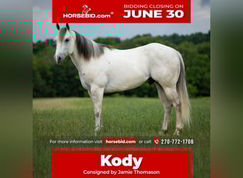 American Quarter Horse, Gelding, 6 years, 14,2 hh, Gray