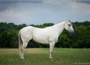 American Quarter Horse, Gelding, 6 years, 14,2 hh, Gray