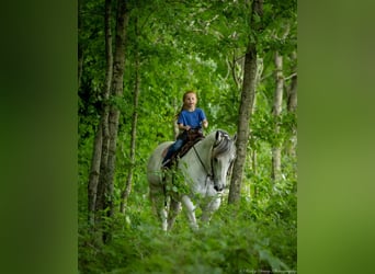 American Quarter Horse, Gelding, 6 years, 14,2 hh, Gray