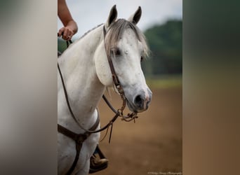 American Quarter Horse, Gelding, 6 years, 14,2 hh, Gray