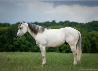 American Quarter Horse, Gelding, 6 years, 14,2 hh, Gray