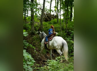 American Quarter Horse, Gelding, 6 years, 14,2 hh, Gray