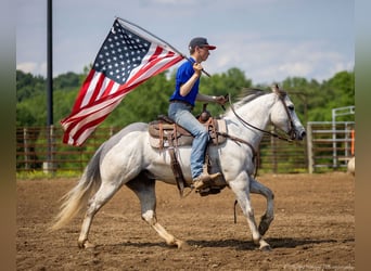 American Quarter Horse, Gelding, 6 years, 14,2 hh, Gray