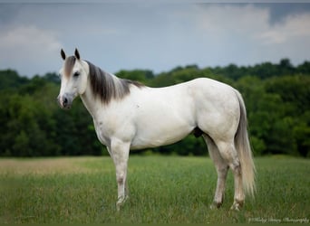 American Quarter Horse, Gelding, 6 years, 14,2 hh, Gray