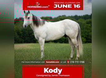American Quarter Horse, Gelding, 6 years, 14,2 hh, Gray