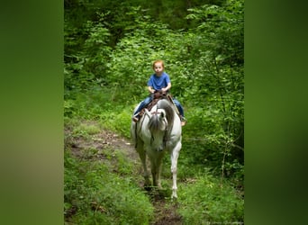 American Quarter Horse, Gelding, 6 years, 14,2 hh, Gray