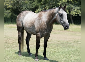 American Quarter Horse, Gelding, 6 years, 14,2 hh, Grey
