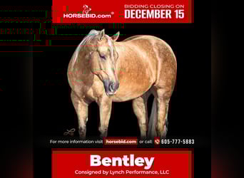 American Quarter Horse, Gelding, 6 years, 14,2 hh, Palomino