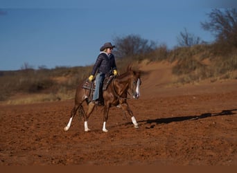 American Quarter Horse, Gelding, 6 years, 14,2 hh, Sorrel
