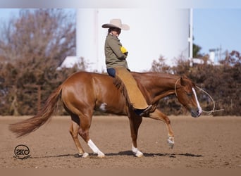American Quarter Horse, Gelding, 6 years, 14,2 hh, Sorrel