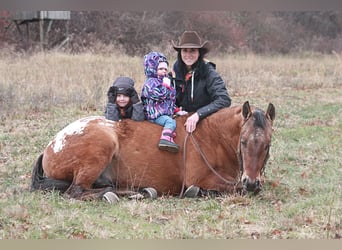 American Quarter Horse, Gelding, 6 years, 14,2 hh, Sorrel