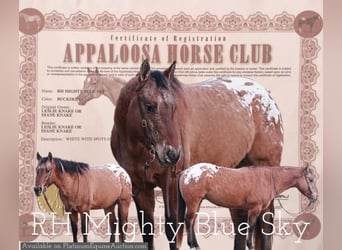 American Quarter Horse, Gelding, 6 years, 14,2 hh, Sorrel