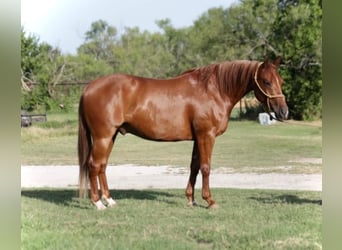 American Quarter Horse, Gelding, 6 years, 14,2 hh, Sorrel