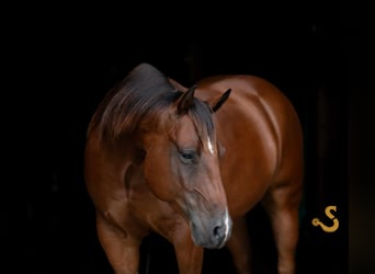 American Quarter Horse, Gelding, 6 years, 14,3 hh, Bay