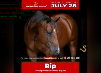 American Quarter Horse, Gelding, 6 years, 14,3 hh, Bay
