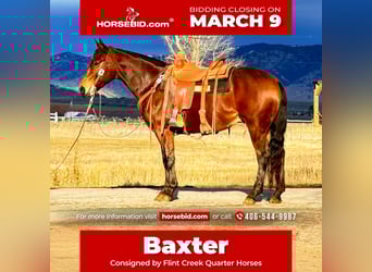 American Quarter Horse, Gelding, 6 years, 14,3 hh, Bay