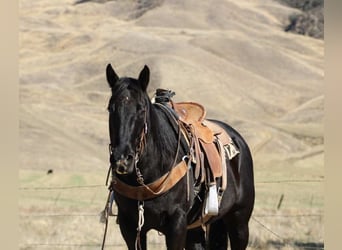 American Quarter Horse, Gelding, 6 years, 14,3 hh, Black