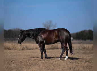 American Quarter Horse, Gelding, 6 years, 14,3 hh, Black