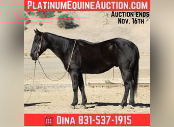 American Quarter Horse, Gelding, 6 years, 14,3 hh, Black