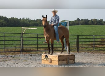 American Quarter Horse, Gelding, 6 years, 14,3 hh, Buckskin