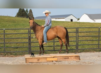 American Quarter Horse, Gelding, 6 years, 14,3 hh, Buckskin