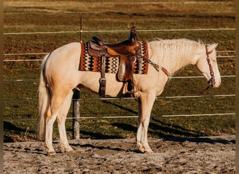 American Quarter Horse, Gelding, 6 years, 14,3 hh, Cremello