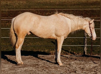 American Quarter Horse, Gelding, 6 years, 14,3 hh, Cremello