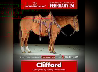 American Quarter Horse, Gelding, 6 years, 14,3 hh, Dun