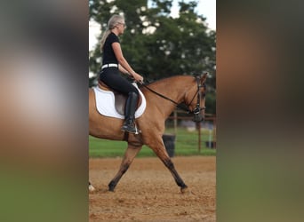 American Quarter Horse, Gelding, 6 years, 14,3 hh, Dun