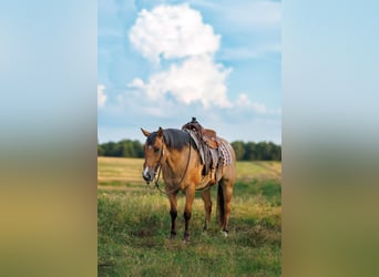American Quarter Horse, Gelding, 6 years, 14,3 hh, Dun