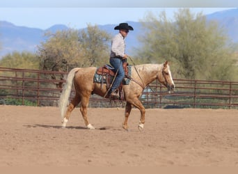 American Quarter Horse, Gelding, 6 years, 14,3 hh, Palomino