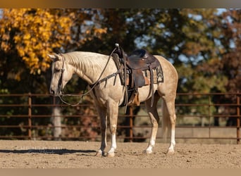 American Quarter Horse, Gelding, 6 years, 14,3 hh, Palomino