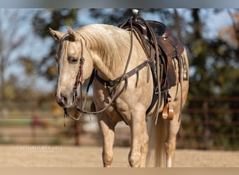 American Quarter Horse, Gelding, 6 years, 14,3 hh, Palomino