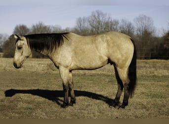 American Quarter Horse, Gelding, 6 years, 14,3 hh