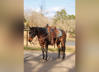 American Quarter Horse, Gelding, 6 years, 14,3 hh, Roan-Bay