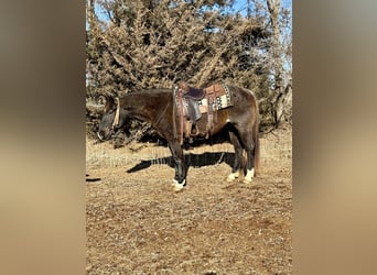 American Quarter Horse, Gelding, 6 years, 14,3 hh, Roan-Blue