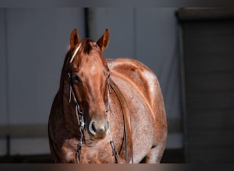 American Quarter Horse, Gelding, 6 years, 14,3 hh, Roan-Red