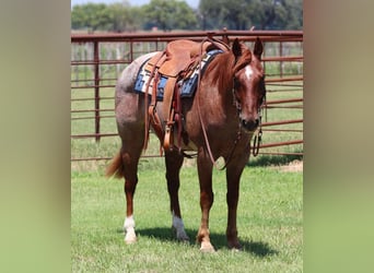 American Quarter Horse, Gelding, 6 years, 14,3 hh, Roan-Red
