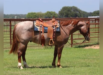 American Quarter Horse, Gelding, 6 years, 14,3 hh, Roan-Red