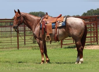 American Quarter Horse, Gelding, 6 years, 14,3 hh, Roan-Red