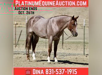 American Quarter Horse, Gelding, 6 years, 14,3 hh, Roan-Red