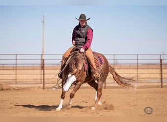 American Quarter Horse Mix, Gelding, 6 years, 14,3 hh, Sorrel