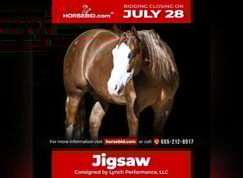 American Quarter Horse Mix, Gelding, 6 years, 14,3 hh, Sorrel