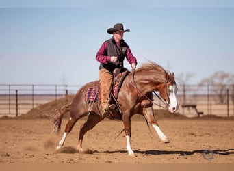 American Quarter Horse Mix, Gelding, 6 years, 14,3 hh, Sorrel