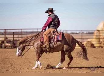 American Quarter Horse Mix, Gelding, 6 years, 14,3 hh, Sorrel